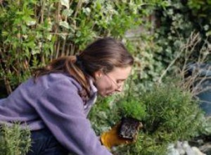 Tomillo Rastrero: Guía Completa de Variedades, Usos y Beneficios en Jardinería