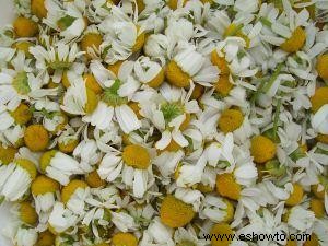 Flores de manzanilla secas