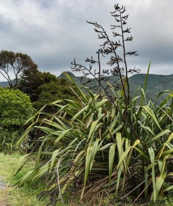 Hierbas medicinales de Nueva Zelanda