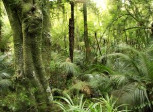 Hierbas Medicinales Tradicionales de Nueva Zelanda: El Legado Maorí Respaldado por la Ciencia