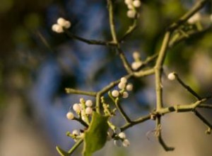 La Fascinante Historia del Muérdago: Rituales, Mitos y Usos Medicinales