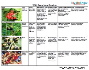 Identificación de bayas silvestres