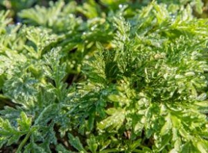 Ajenjo (Artemisia absinthium): Beneficios Tradicionales, Usos y Precauciones Esenciales