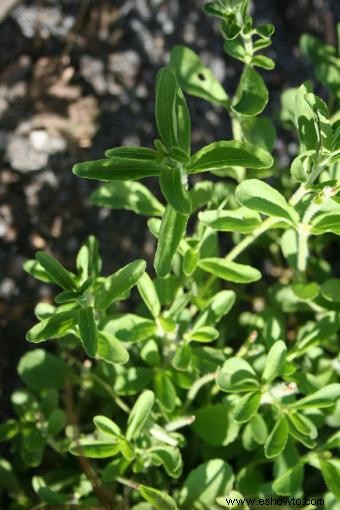 Cultivo de Stevia