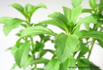 Cultivo de Stevia