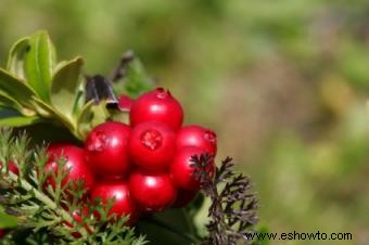 Beneficios de los arándanos rojos para la salud