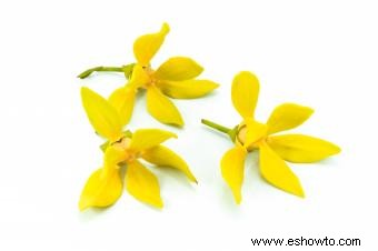 Beneficios del aceite esencial de ylang ylang