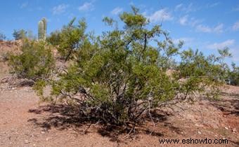 Suplementos herbales de chaparral