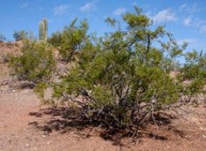 Chaparral: Usos Tradicionales, Beneficios Potenciales y Riesgos Graves de sus Suplementos Herbales