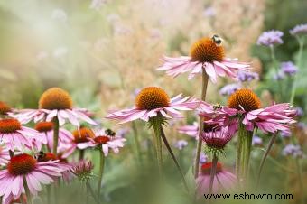 15 hierbas medicinales y sus usos