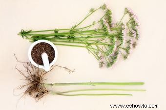 15 hierbas medicinales y sus usos