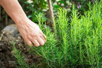 15 hierbas medicinales y sus usos