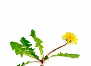 Beneficios de la raíz de diente de león: propiedades medicinales respaldadas por estudios