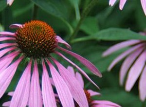 Las Mejores Hierbas Naturales para Aliviar Gripe y Resfriados: Remedios Tradicionales Seguros