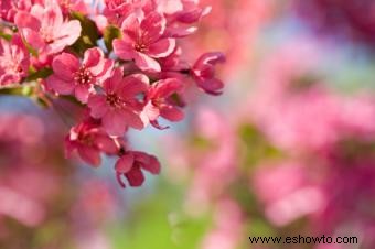 Esencia floral para alimentación emocional