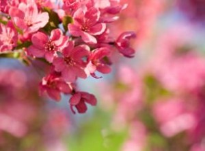 Esencias Florales de Bach para Combatir la Alimentación Emocional