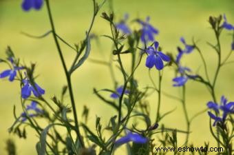 Tintura de Lobelia