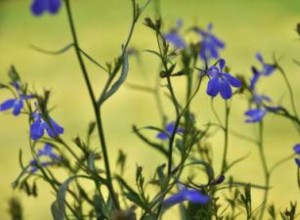 Tintura de Lobelia: Beneficios Tradicionales y Modernos para la Salud Respiratoria