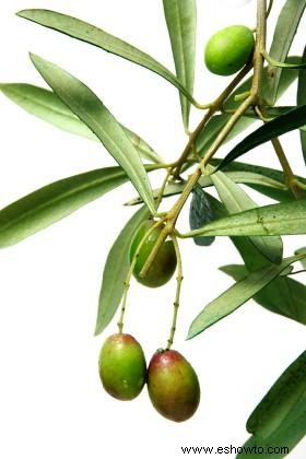 Beneficios para la salud de la hoja de olivo 