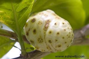 Efectos secundarios del jugo de noni 