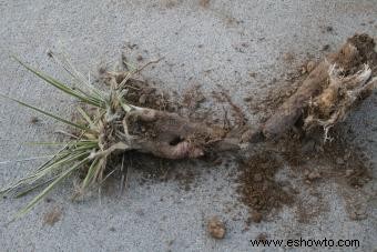 Usos de la raíz de yuca 