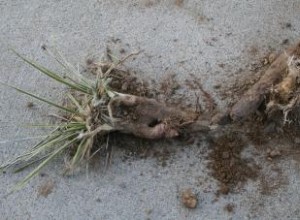 Usos de la raíz de yuca: beneficios medicinales, jabón natural y precauciones