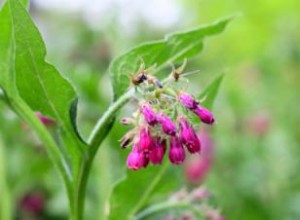 Té de Consuelda (Symphytum officinale): Beneficios Curativos, Usos Externos y Precauciones Esenciales