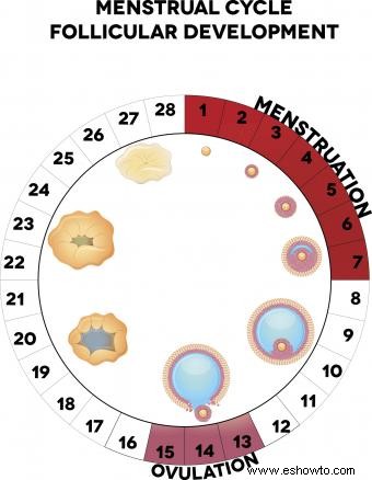 7 Métodos de planificación familiar natural y un cuadro imprimible