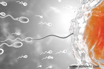 ¿Se puede quedar embarazada después de la ovulación?