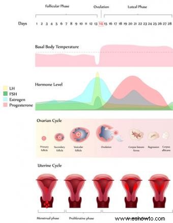 Evidencia que relaciona períodos más cortos con fertilidad reducida