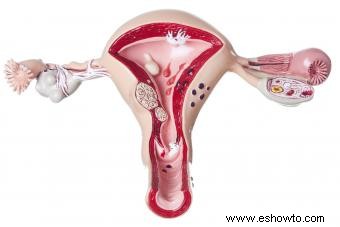 Causas y síntomas de un útero agrandado