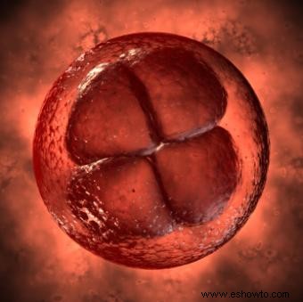 Las cuatro etapas de la fecundación embrionaria durante la in vitro