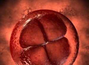 Las cuatro etapas clave de la fecundación embrionaria en Fecundación In Vitro (FIV)