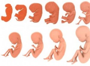 Hitos del crecimiento y desarrollo del feto