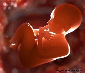 Guía para el desarrollo fetal en cada trimestre