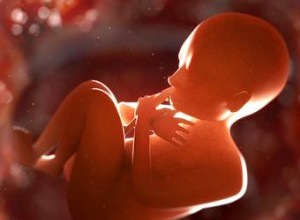 Guía Completa del Desarrollo Fetal por Trimestres del Embarazo