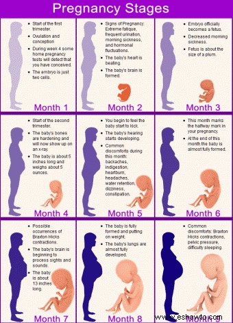 Datos breves sobre cada etapa del calendario del embarazo