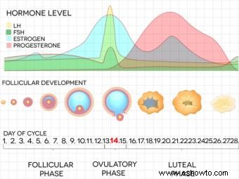 6 signos de fertilidad y cómo usarlos para concebir