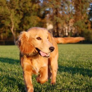 Seguridad de verano para animales 