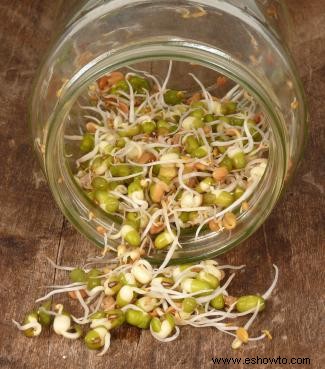 Tipos de brotes de soja (y cómo cultivar los suyos propios)