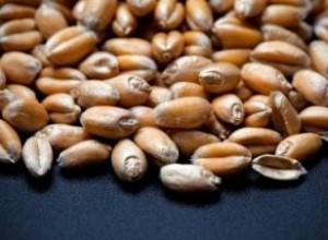 Guía Completa de las Bayas de Trigo Rojo Duro: Nutrición, Usos y Recetas