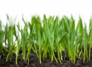 Los 5 Mejores Kits para Cultivar Brotes en Casa: Pros y Contras Analizados