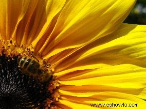 Cómo hacer brotes de semillas de girasol en 9 pasos básicos