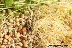 Cómo germinar semillas en un tarro de conservas en 4 sencillos pasos