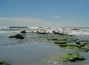 Fuentes de Agar: Todo lo que Debes Saber Antes de Usarlo en tus Recetas