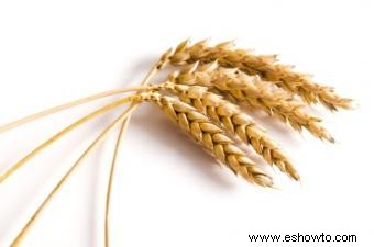 ¿El germen de trigo es bueno para usted? Beneficios y consejos explicados
