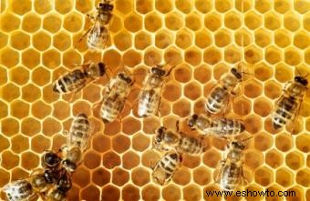Beneficios de la miel cruda local y ventajas de las combinaciones