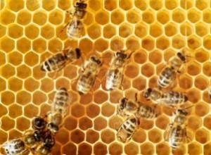 Beneficios de la Miel Cruda Local: Alivio de Alergias y Combinaciones Saludables