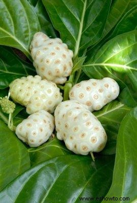 ¿Qué es el cuero de la fruta de noni? Una mirada a los muchos beneficios