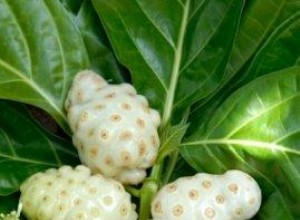 Cuero de Fruta de Noni: ¿Qué es y cuáles son sus usos tradicionales y beneficios nutricionales?